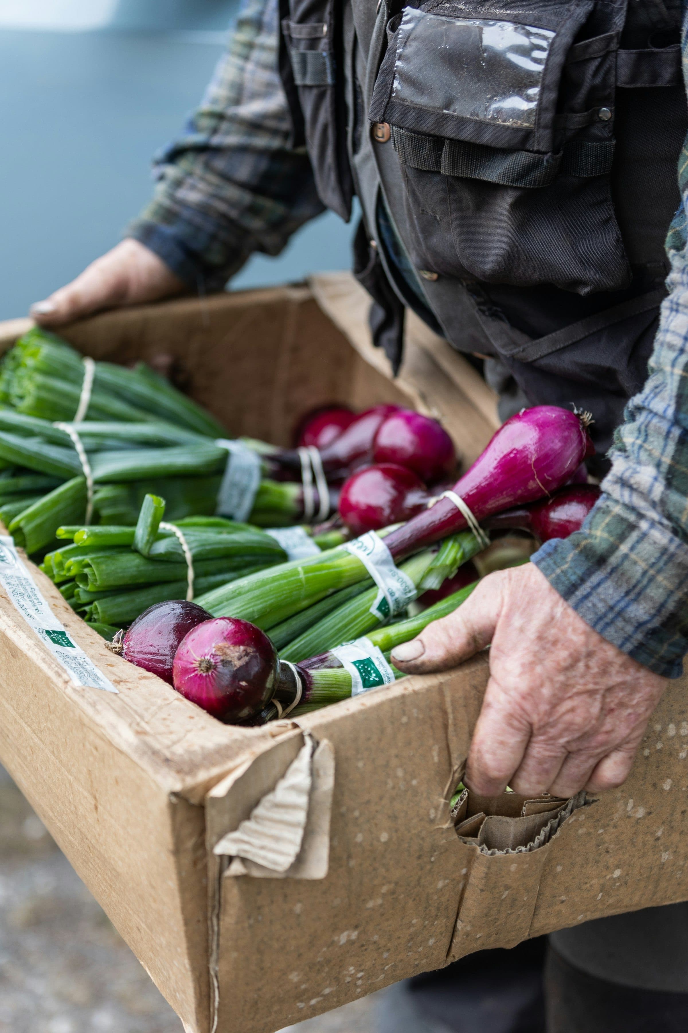 Hands carrying a cardboard box full of red onions and spring onion bunches